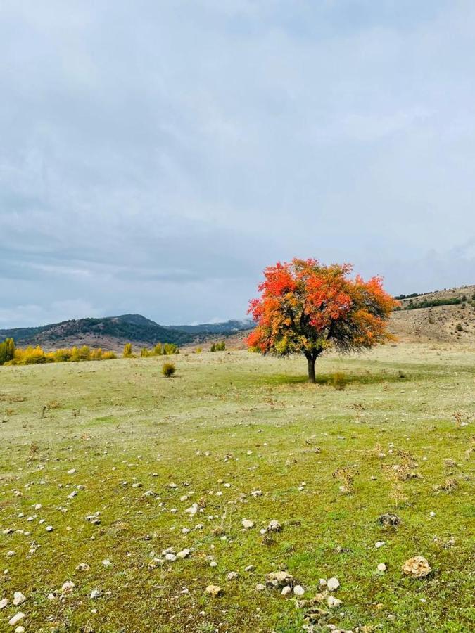 Alojamiento Rural Los Hacheros トラガセテ エクステリア 写真